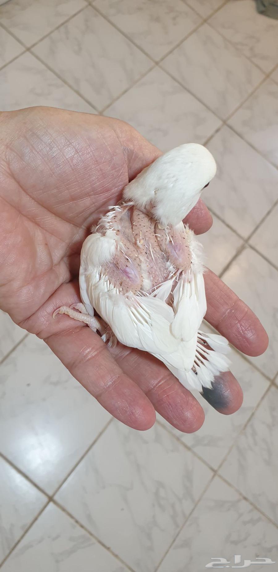 فروخ روز البينو محجله بملحقات64415289655683112