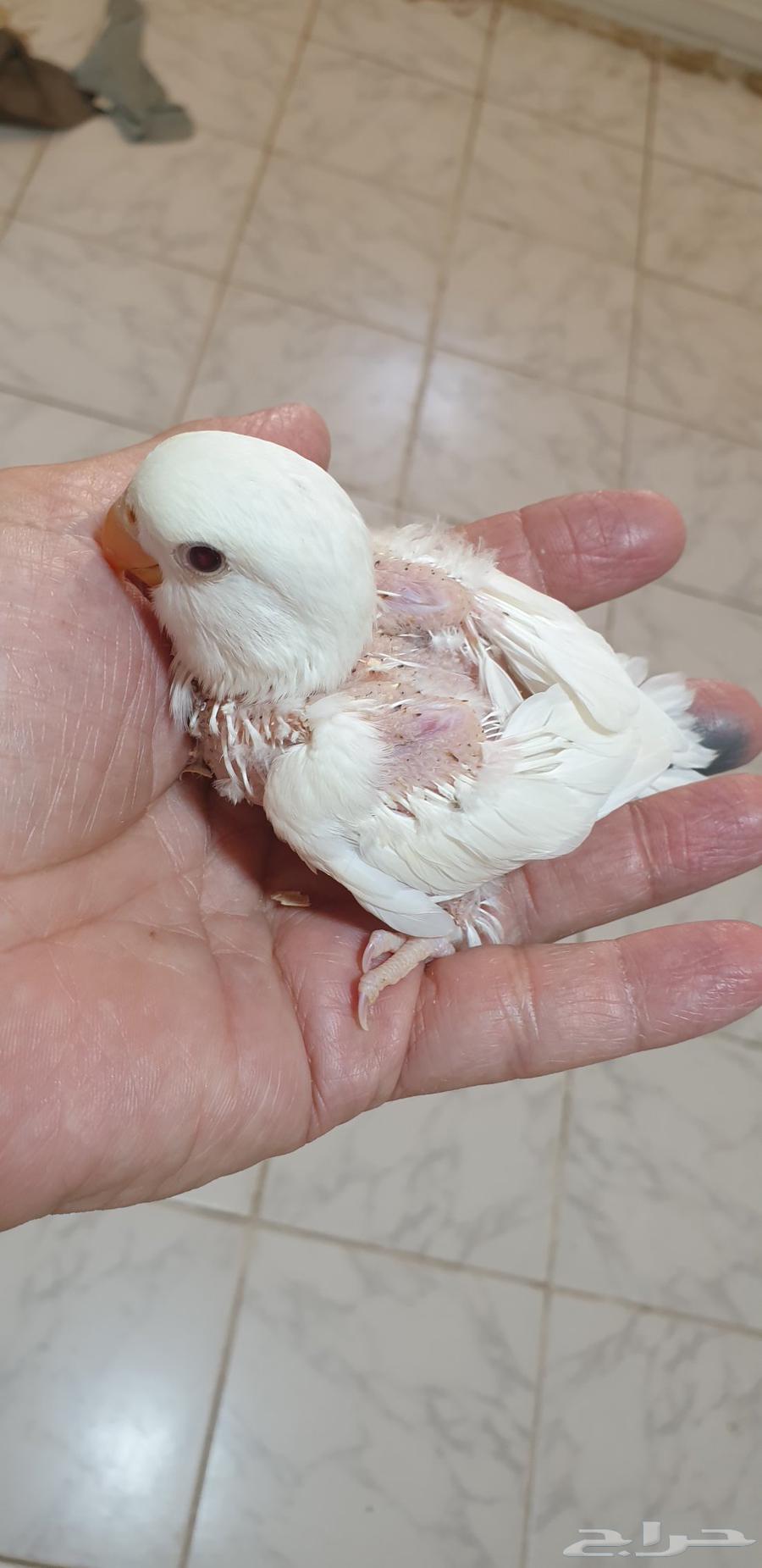 فروخ روز البينو محجله بملحقات64415289655683110