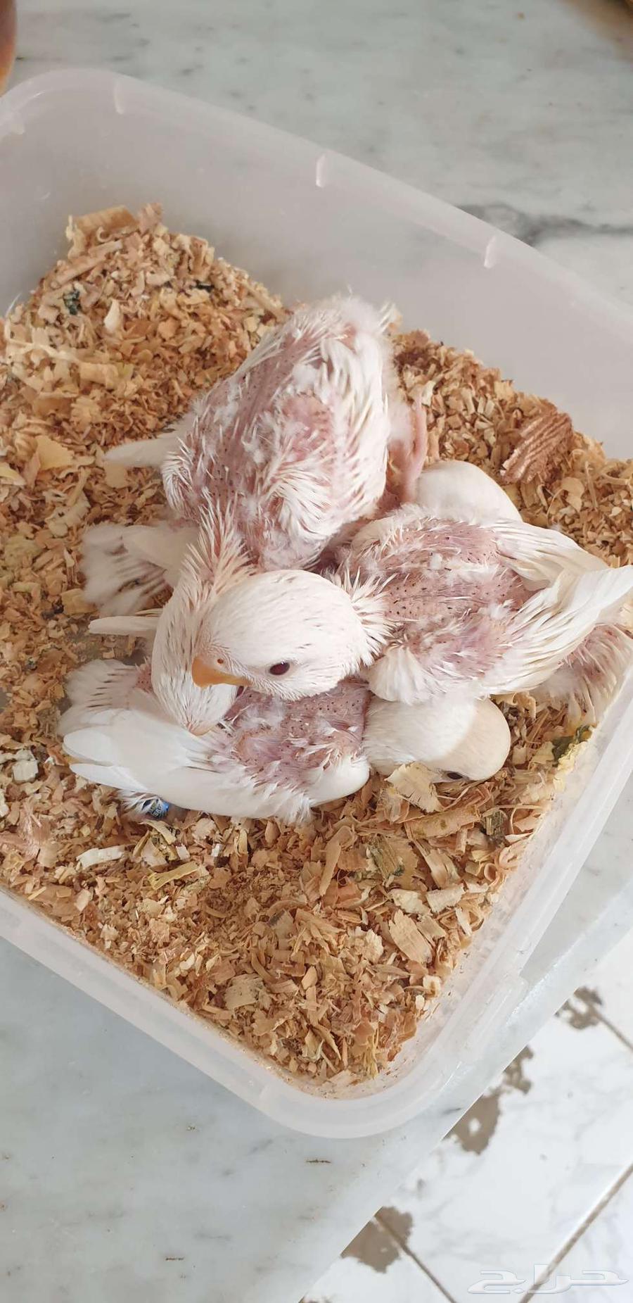 فروخ روز البينو محجله بملحقات64415289655683113