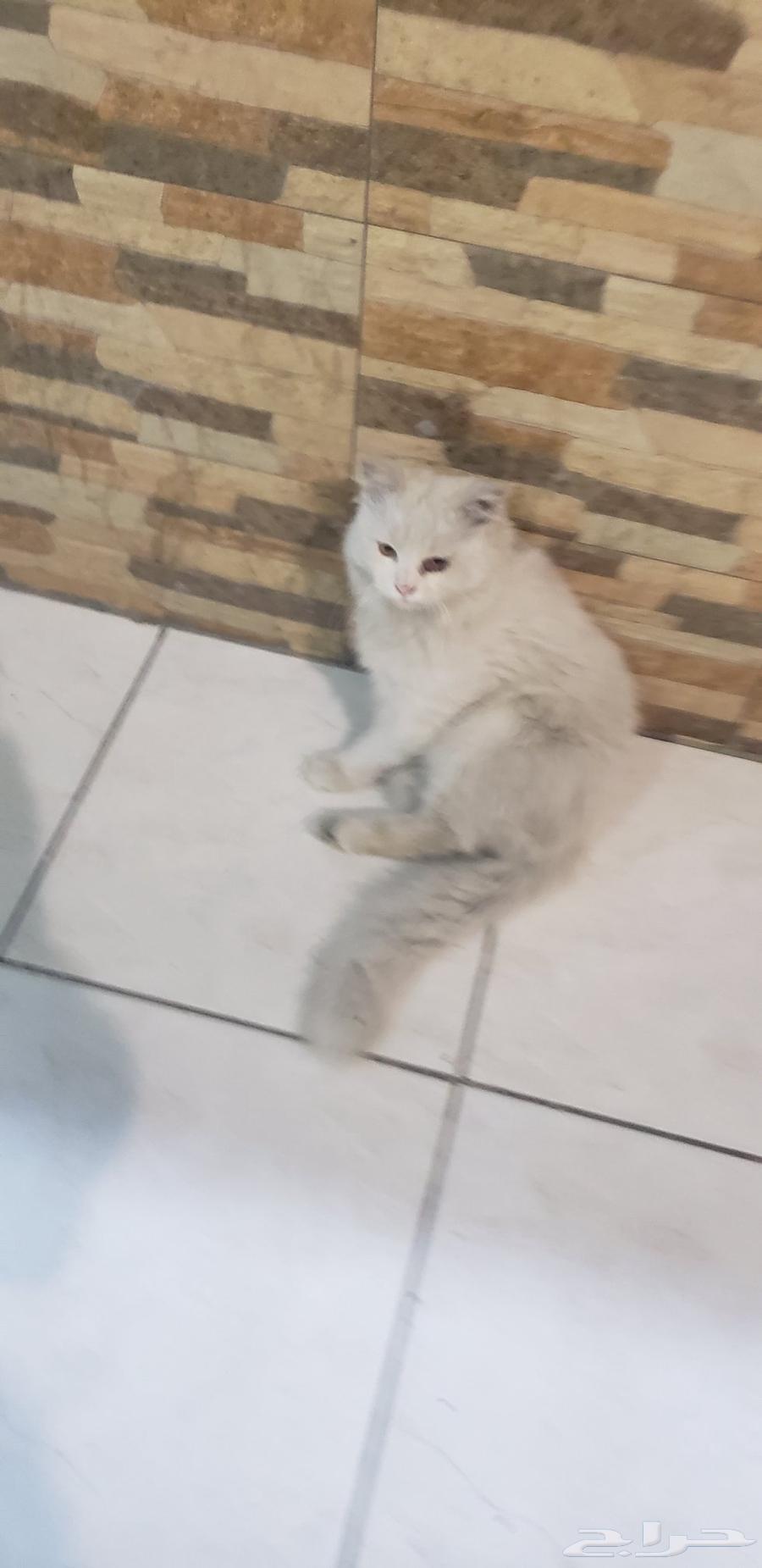 قطعه للبيع الرجاء التواصل واتس اب القطه بيضاء صافي64465072009985112