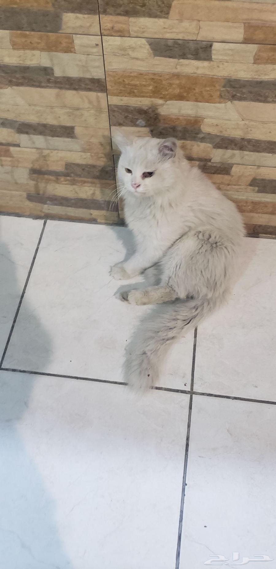 قطعه للبيع الرجاء التواصل واتس اب القطه بيضاء صافي64465072009985111