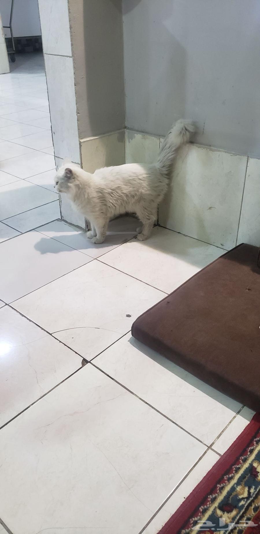 قطعه للبيع الرجاء التواصل واتس اب القطه بيضاء صافي64465072009985113