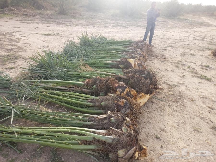 Hello and may the peace, mercy, and blessings of God be upon you, good palm trees available in Mecca64468120595843111