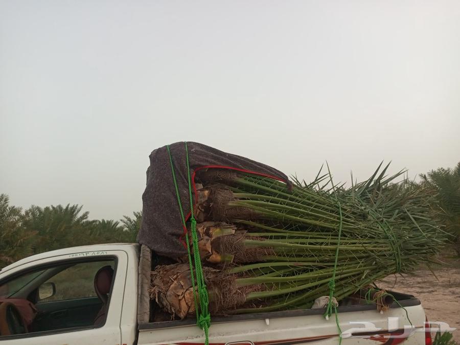 Hello and may the peace, mercy, and blessings of God be upon you, good palm trees available in Mecca64468120595843110