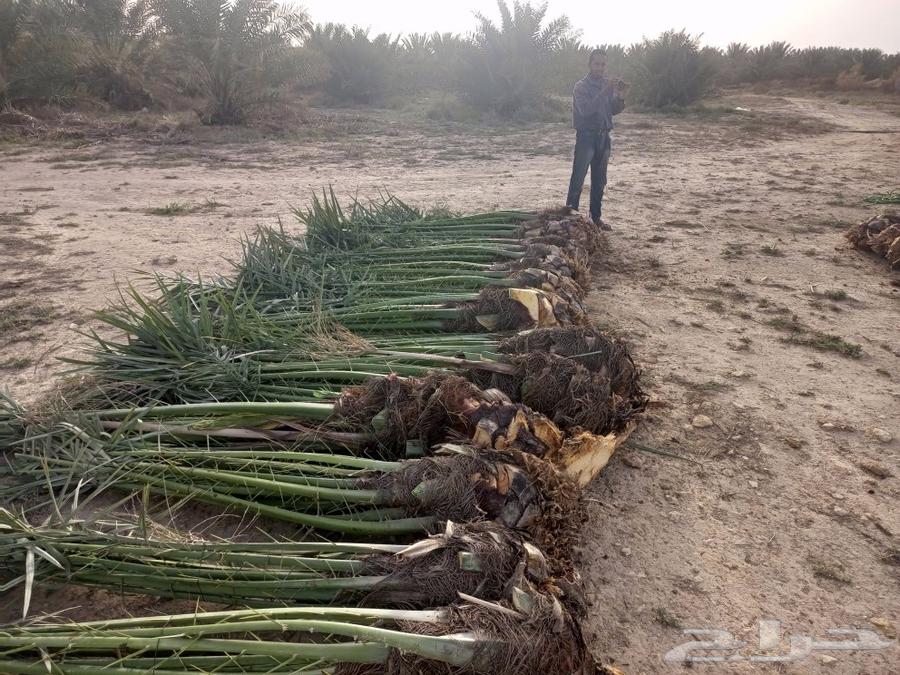 Hello and may the peace, mercy, and blessings of God be upon you, good palm trees available in Mecca64468120595843112