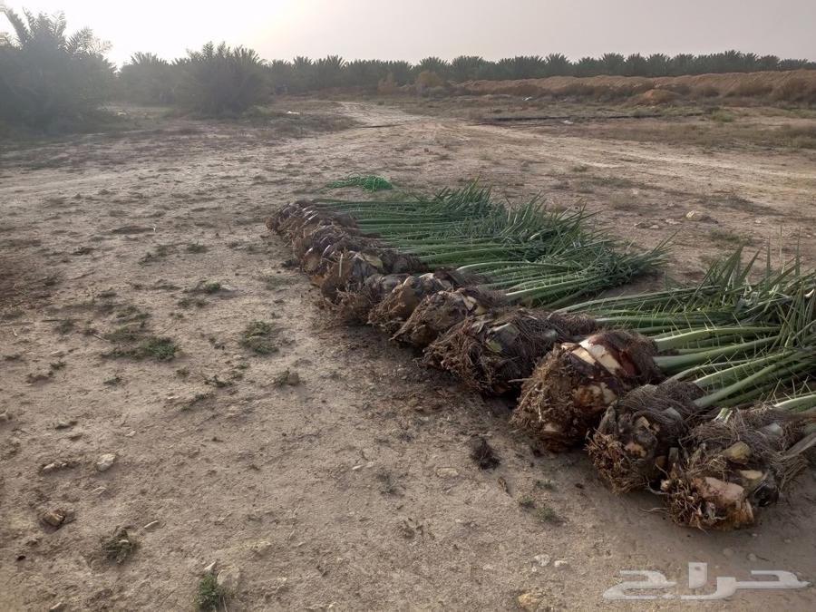 Hello and may the peace, mercy, and blessings of God be upon you, good palm trees available in Mecca64468120595843113