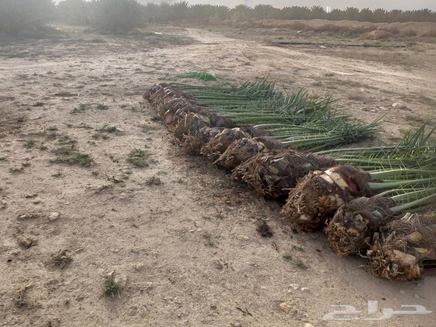 Hello and may the peace, mercy, and blessings of God be upon you, good palm trees available in Mecca64468120595843114