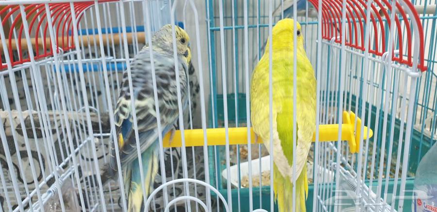 أزواج بادجي طيور الحب.. للبيع64477129860355112