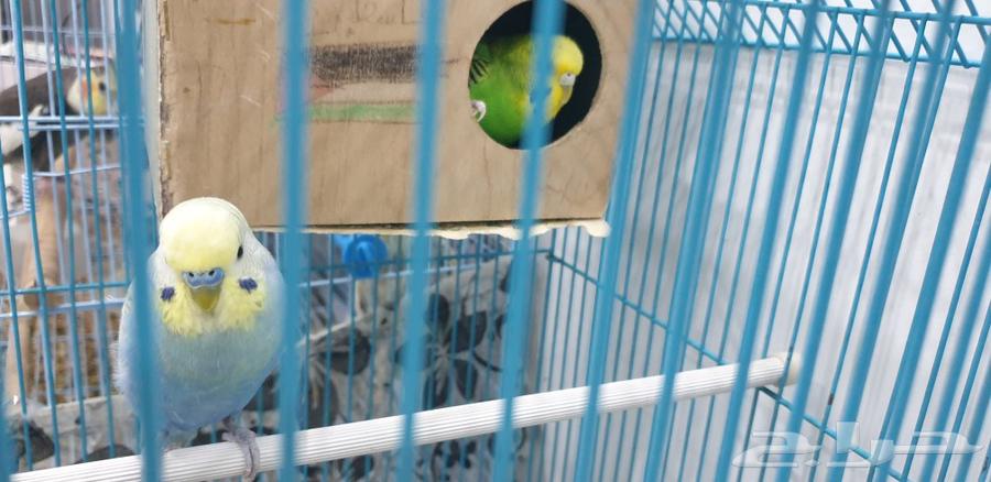 أزواج بادجي طيور الحب.. للبيع64477129860355111