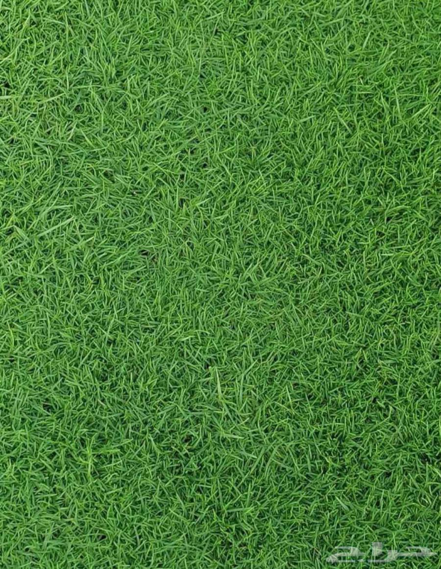 ثيل طبيعي انجيله بجميع انواعها للبيع والتوصيل64477672589185111