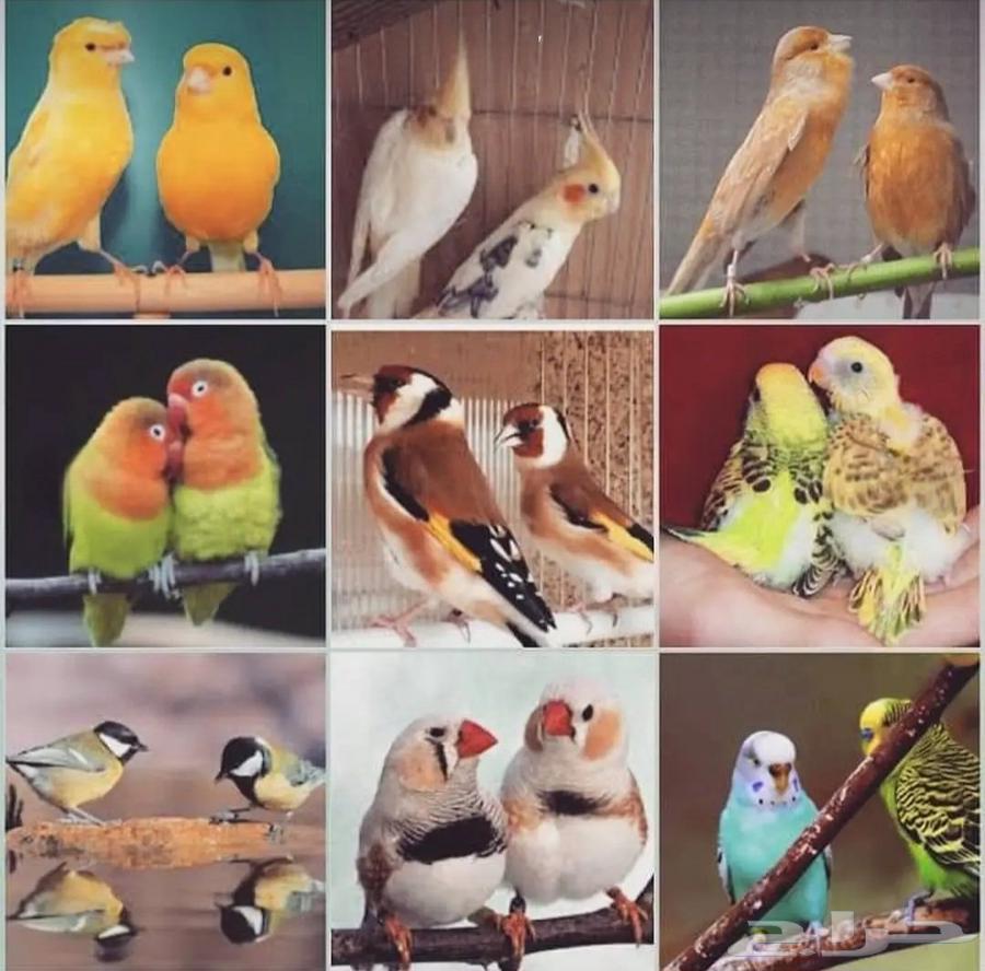 الاعتناء بالطيور (فندقه)64476434113411110