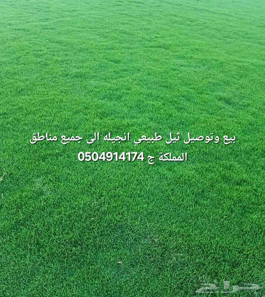 ثيل طبيعي انجيله بجميع انواعها للبيع والتوصيل64477672589185110