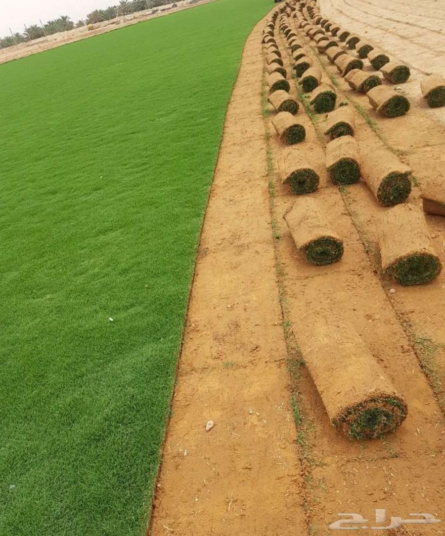 ثيل طبيعي انجيله بجميع انواعها للبيع والتوصيل64477672589185112