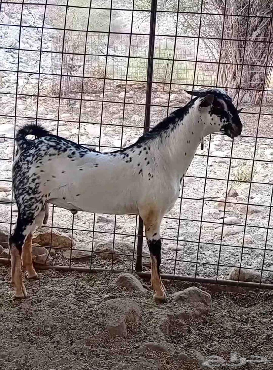 تيس بيشي صنف64476935137794112