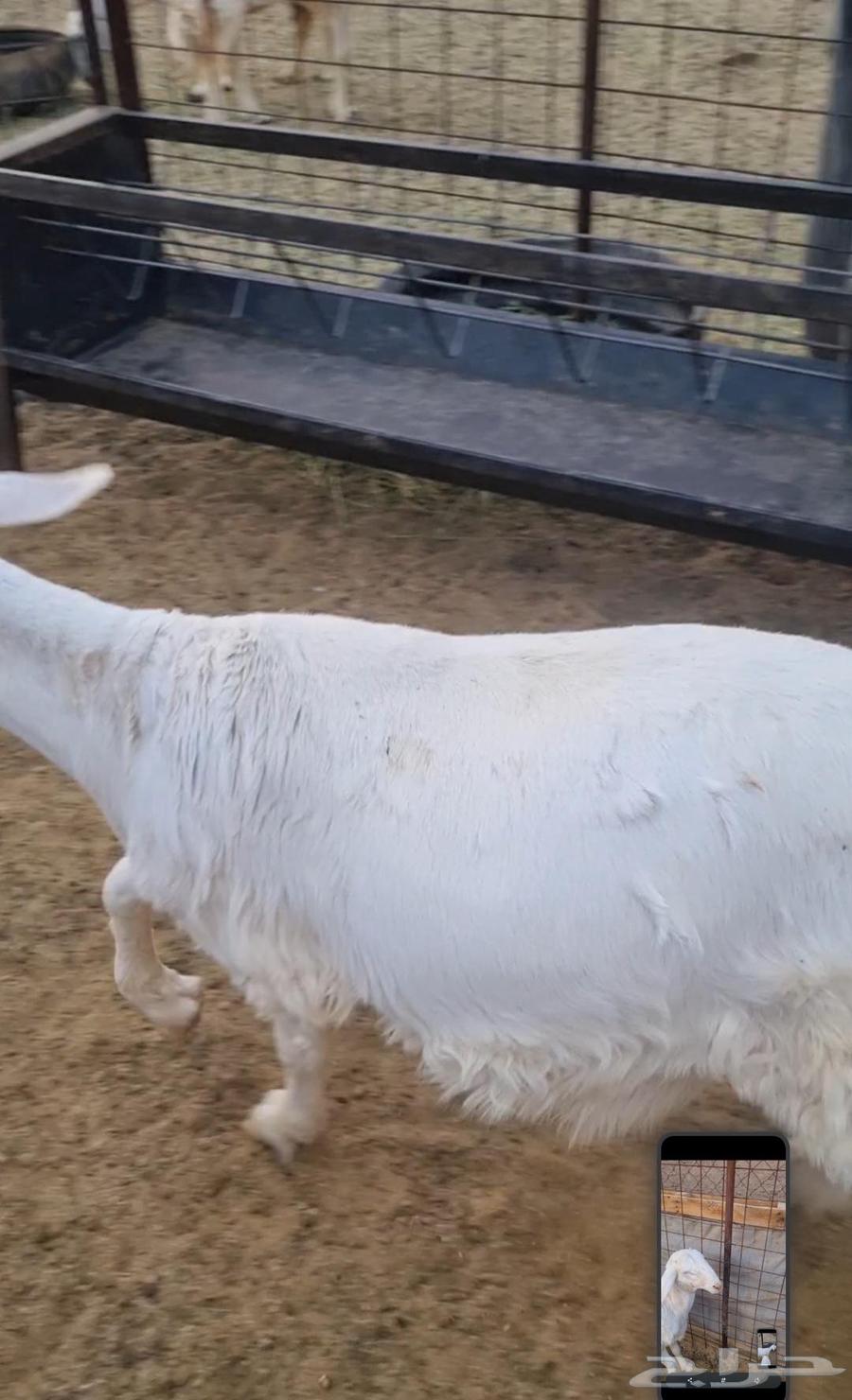 طلي حبص ذبيحه لثلاجه للبيع (( تم البيع ))64477769606915110