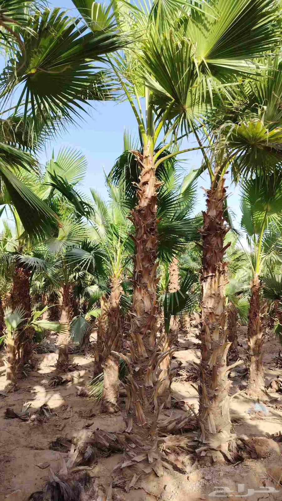 نخل وشنطني للبيع جميع64477714028546110