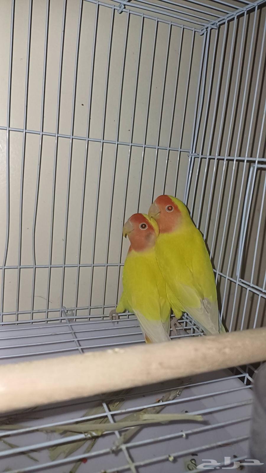 زوج روز لاتينو(تم البيع الله يبارك للمشتري)64472844418690110