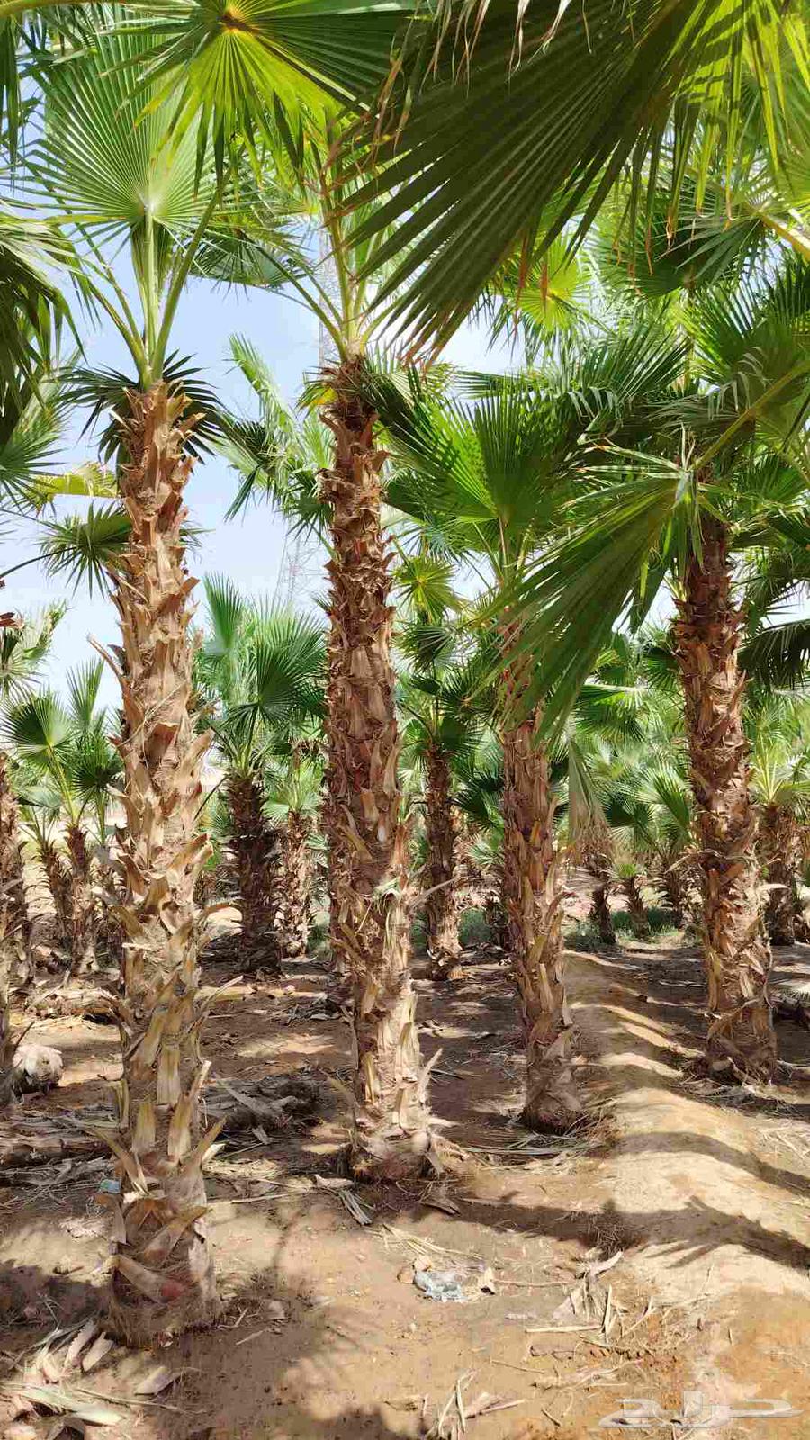 نخل وشنطني للبيع جميع64477714028546113