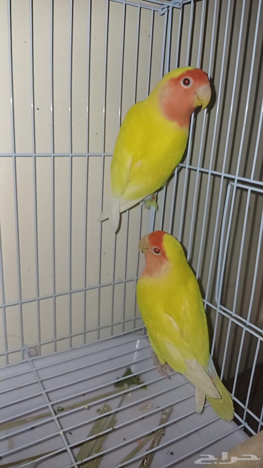 زوج روز لاتينو(تم البيع الله يبارك للمشتري)64472844418690111