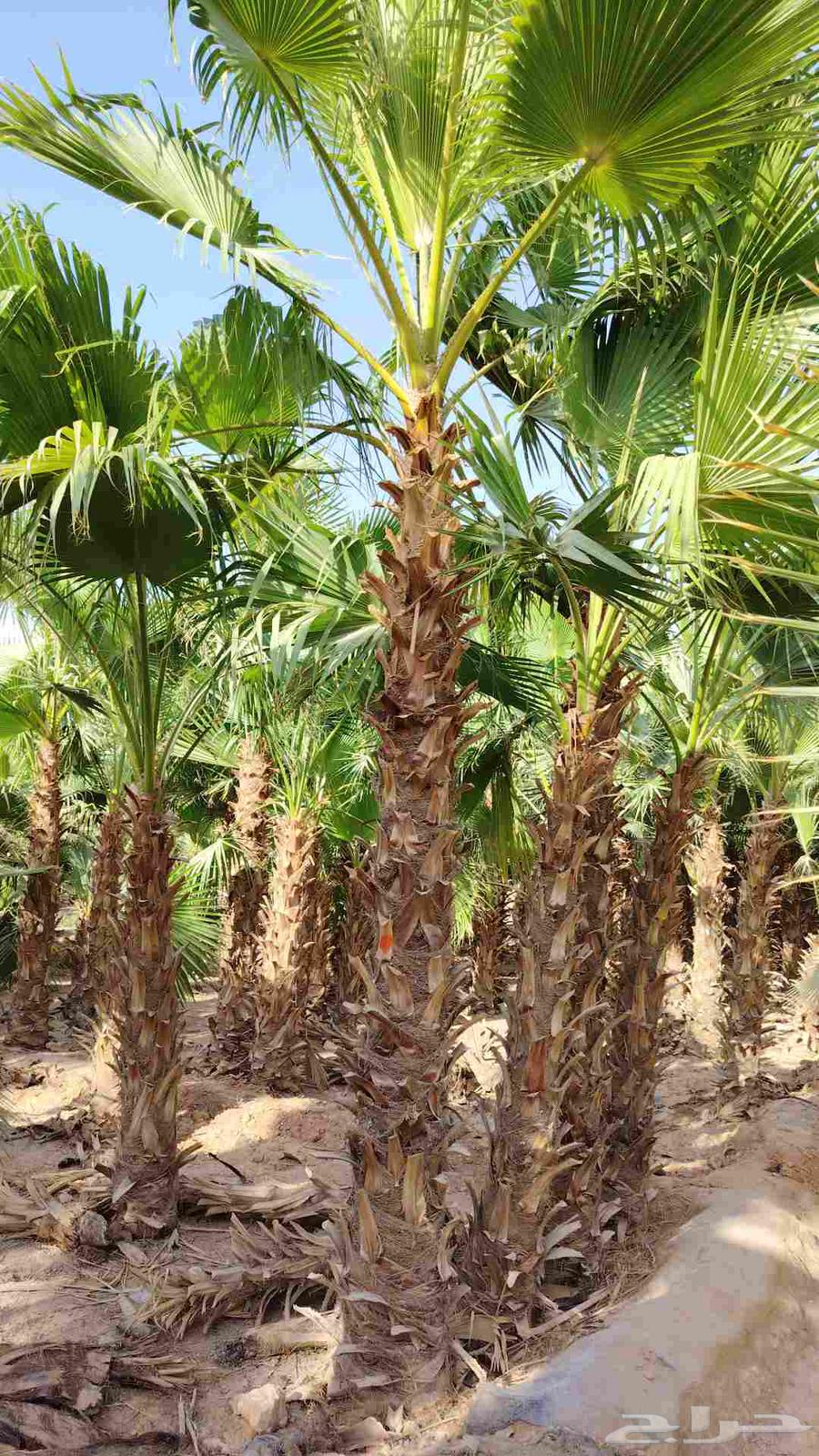 نخل وشنطني للبيع جميع64477714028546111