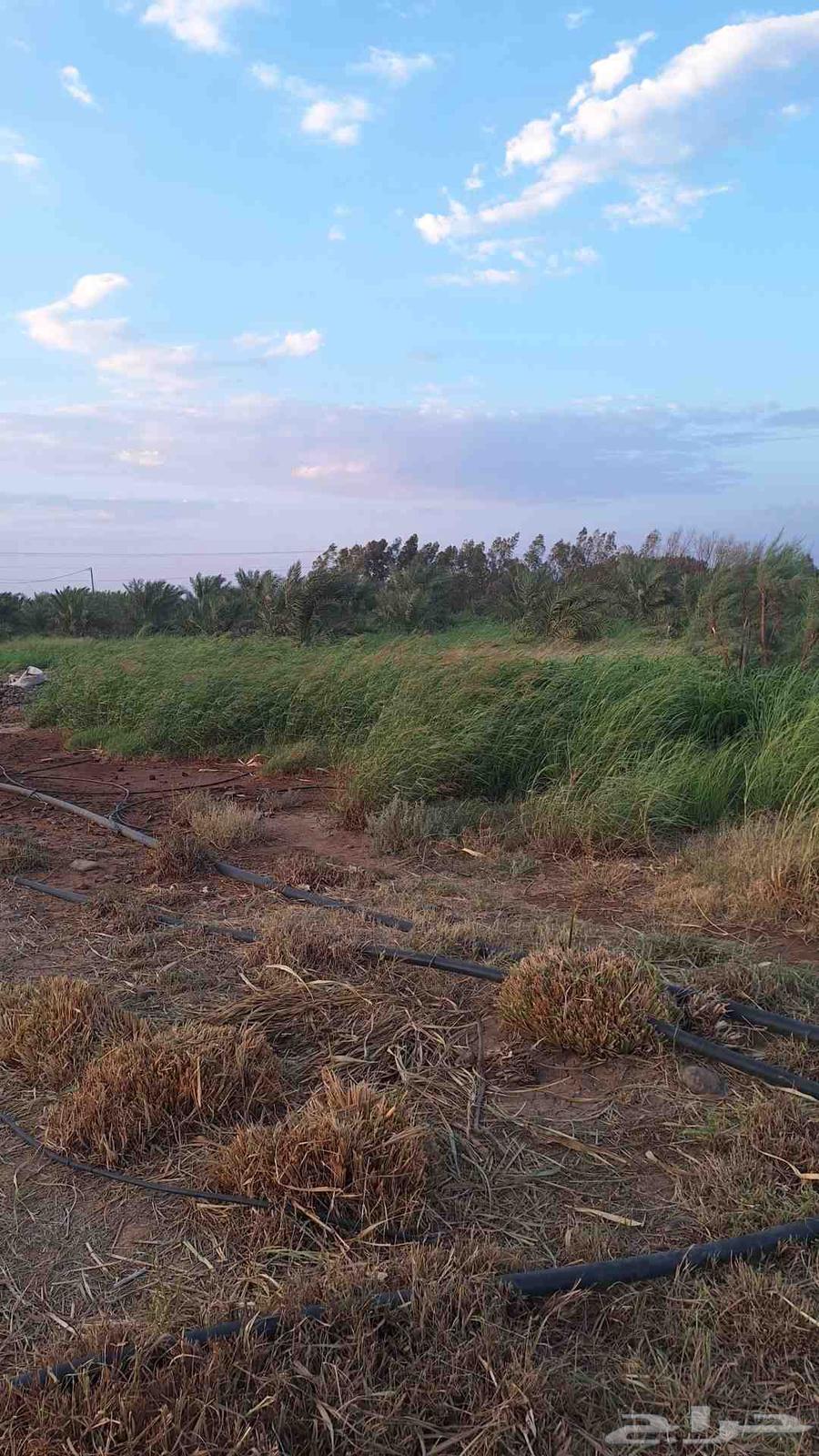 اعلاف بونيكام وبلوبنك وبرسيم مخلوط للبيع64476643116290112