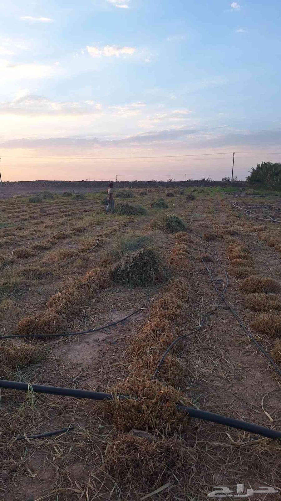 اعلاف بونيكام وبلوبنك وبرسيم مخلوط للبيع64476643116290111