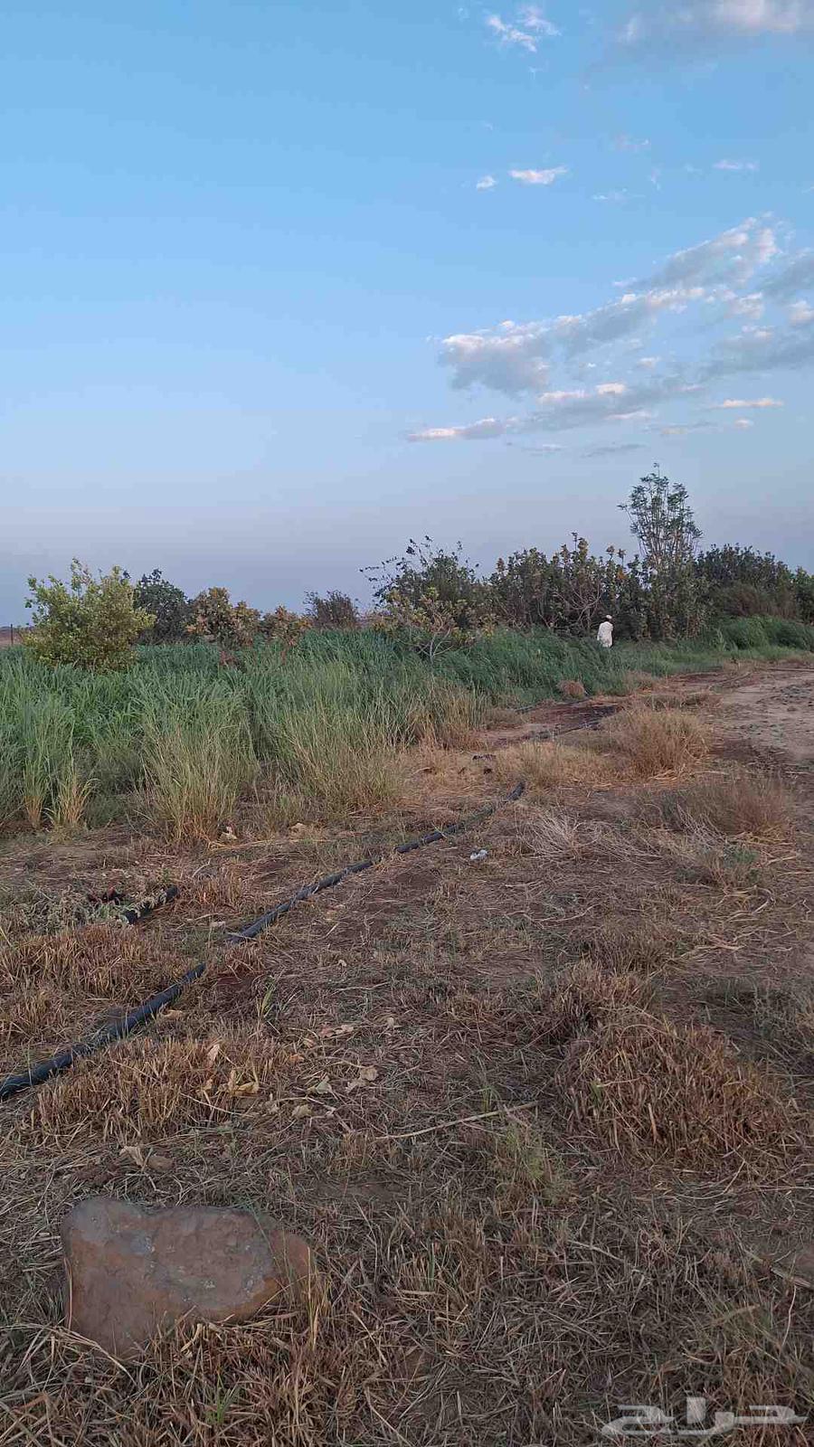 اعلاف بونيكام وبلوبنك وبرسيم مخلوط للبيع64476643116290113