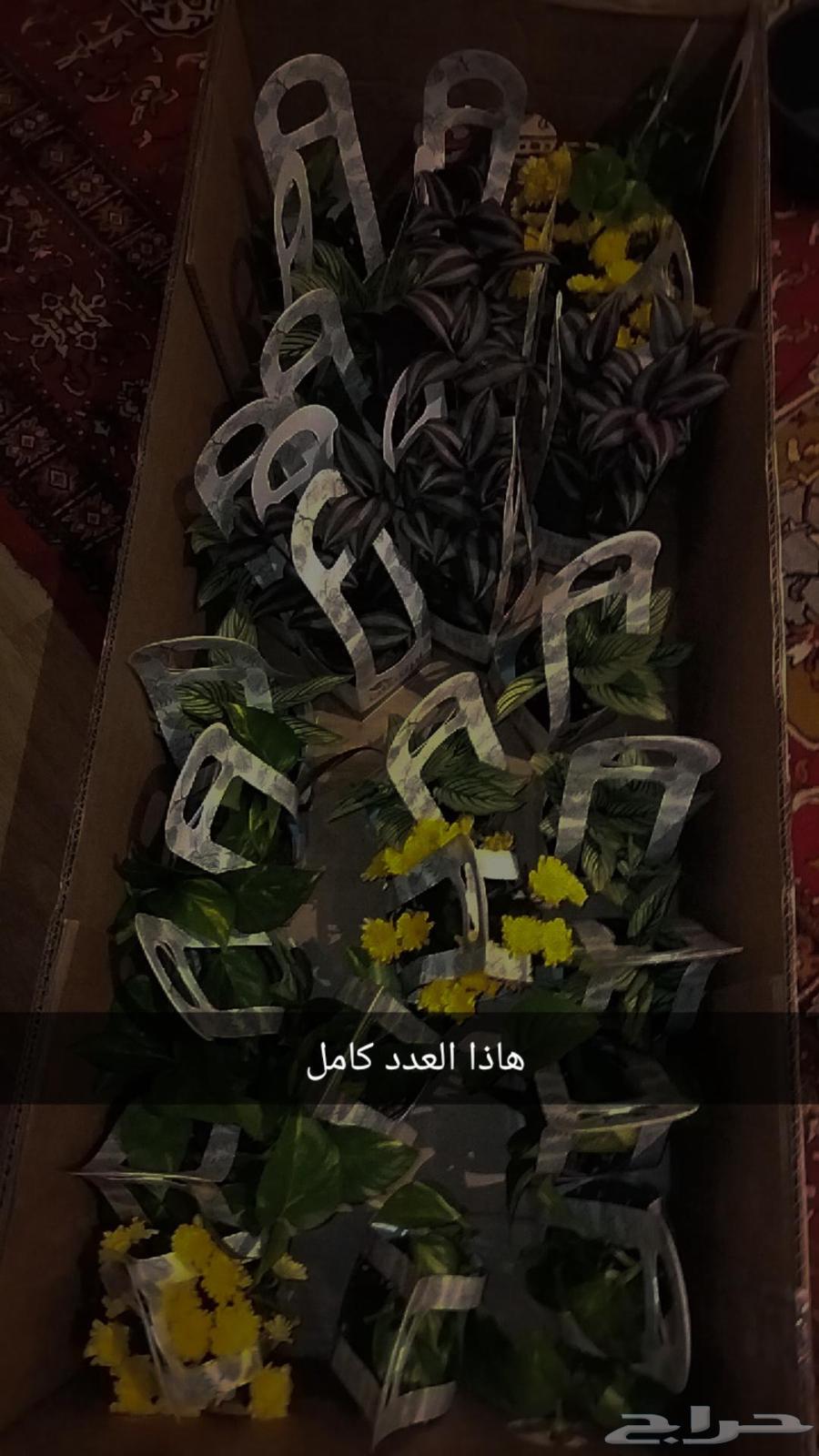 Seedling64471526545538114