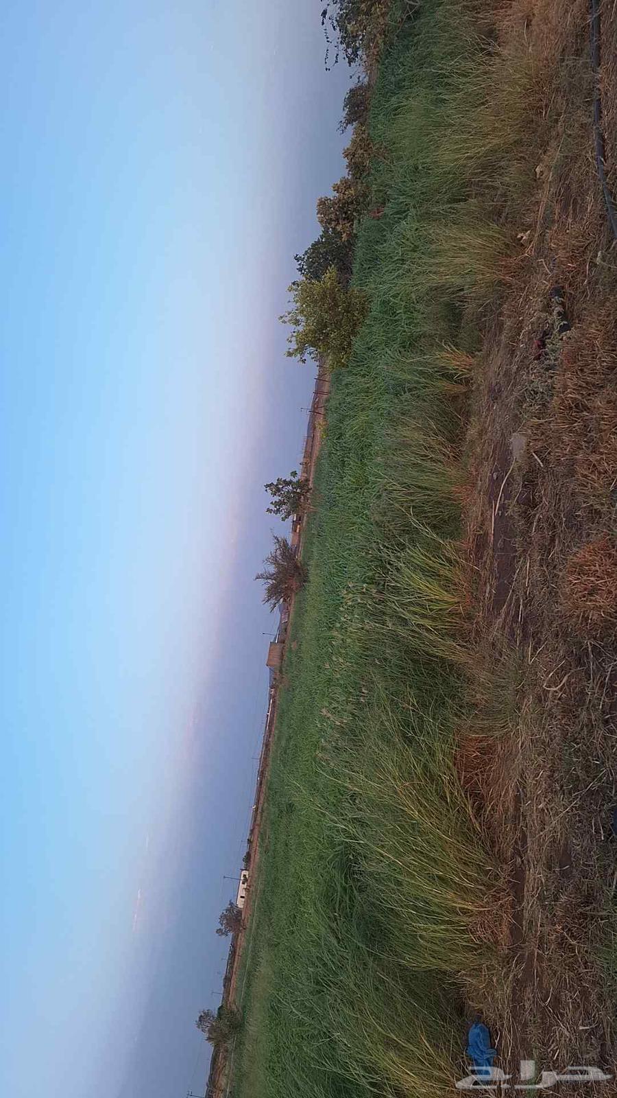 اعلاف بونيكام وبلوبنك وبرسيم مخلوط للبيع64476643116290110