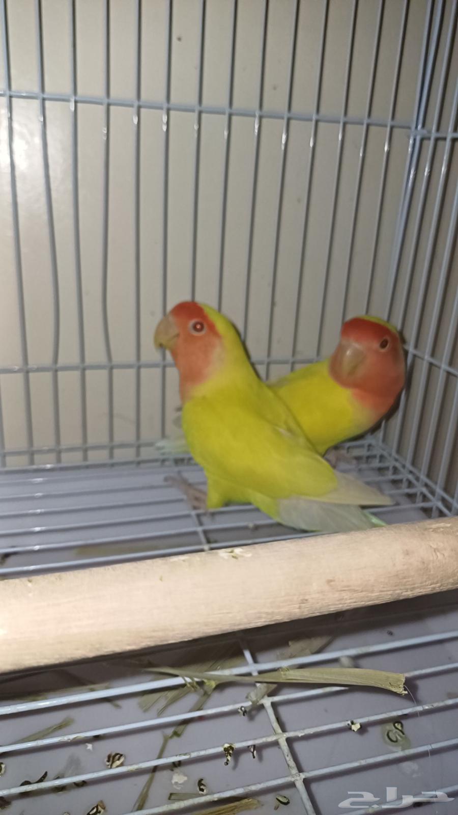 زوج روز لاتينو(تم البيع الله يبارك للمشتري)64472844418690112