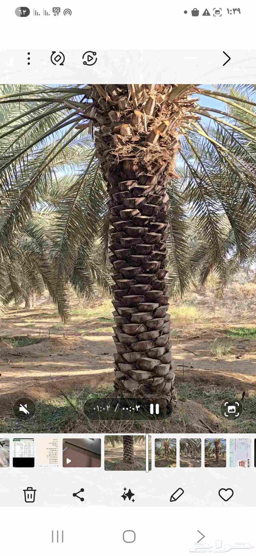 نخل طول تقريبا 5متر العدد 150نخلة بحالة ممتازة نوع خلاص64478238756866111