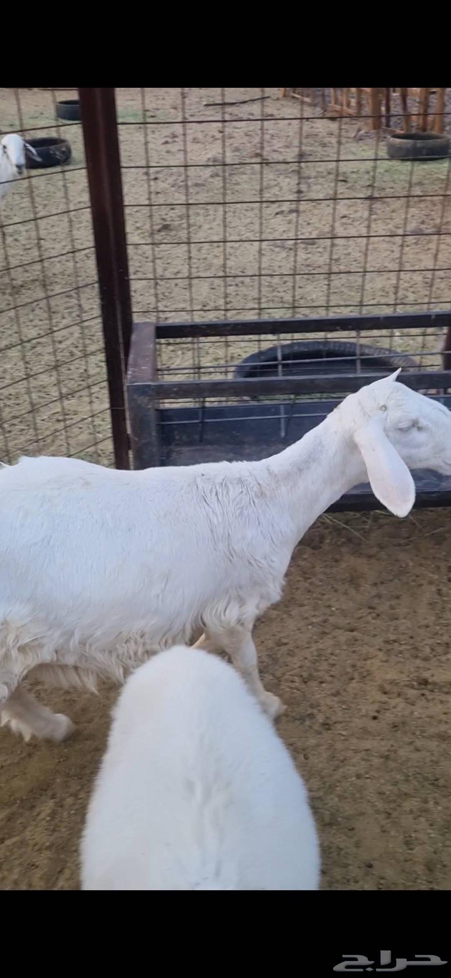 طلي حبص ذبيحه لثلاجه للبيع (( تم البيع ))64477769606915111