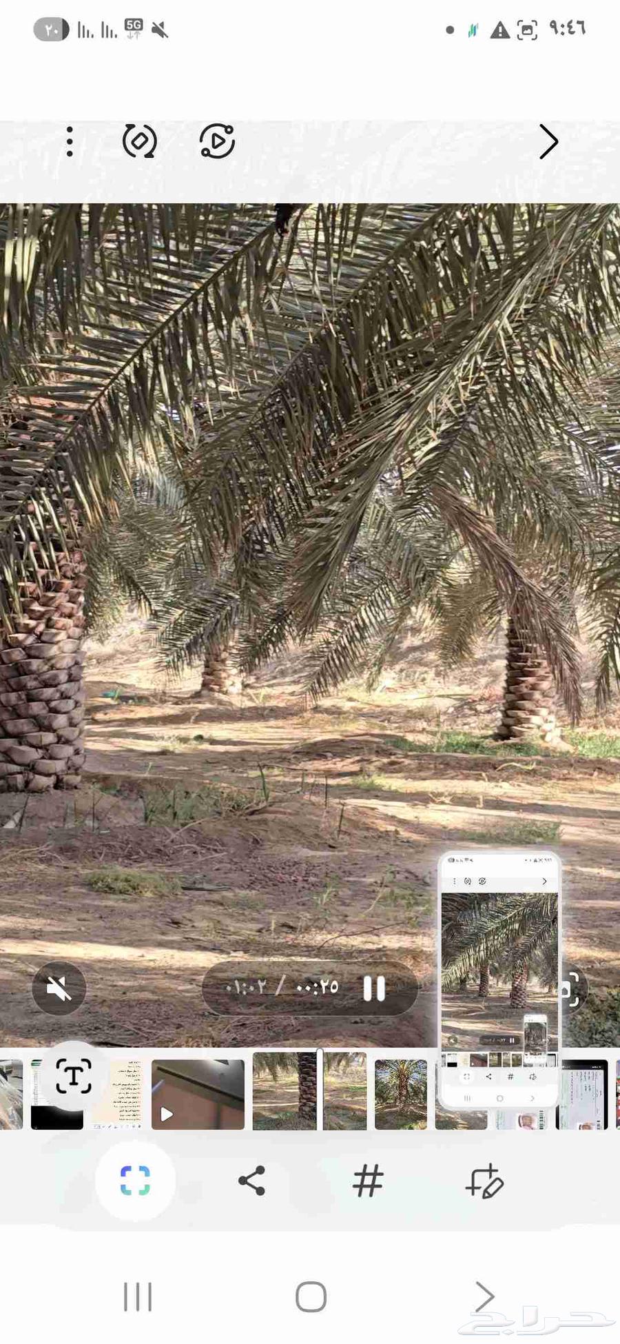 نخل طول تقريبا 5متر العدد 150نخلة بحالة ممتازة نوع خلاص64478238756866110