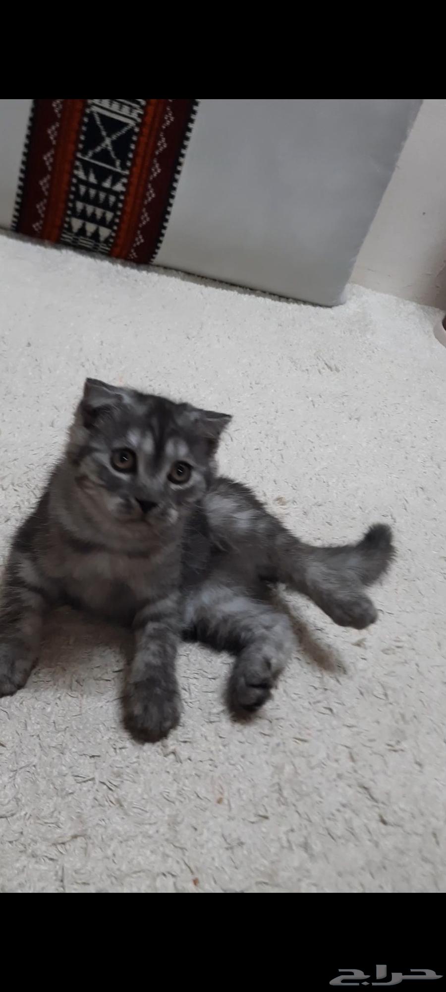 Scottish Fold kitten64477907992321112