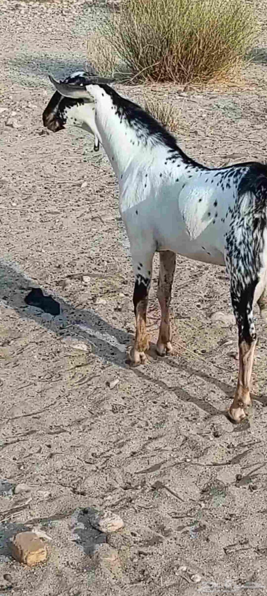 تيس بيشي صنف64476935137794114