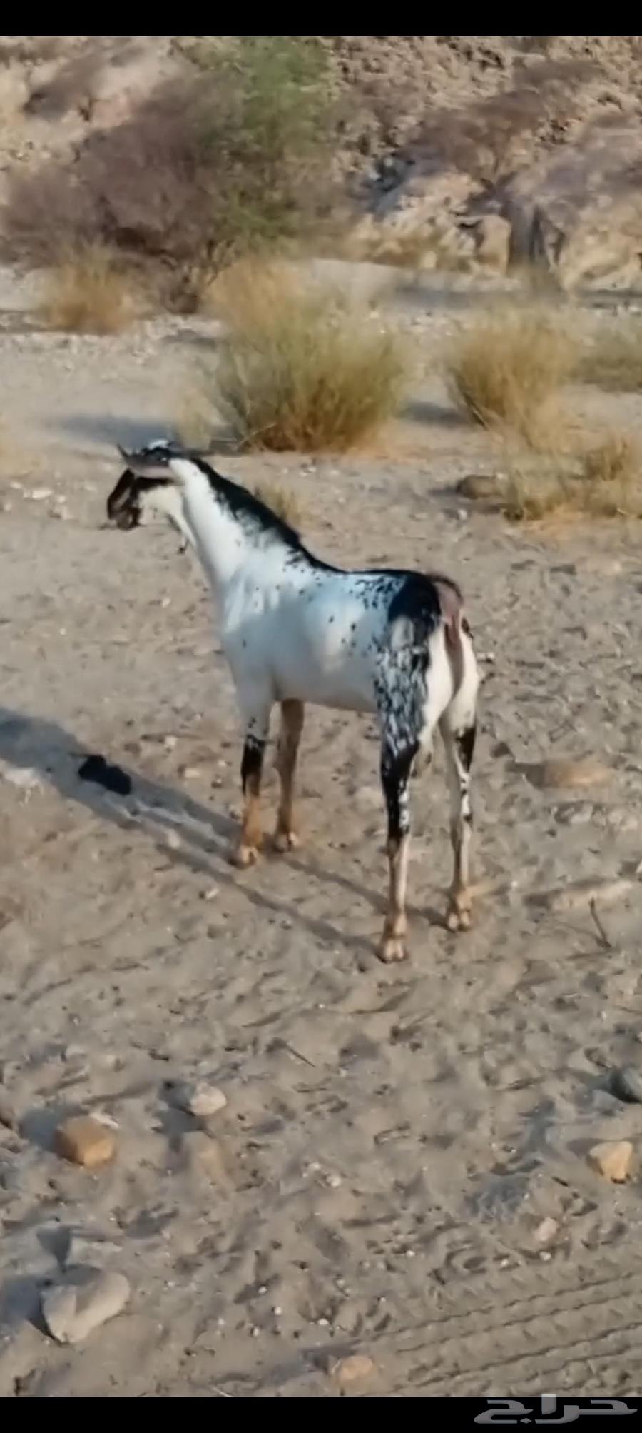 تيس بيشي صنف64476935137794110