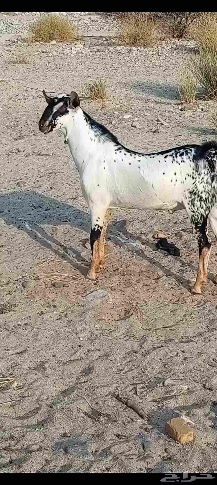 تيس بيشي صنف64476935137794113