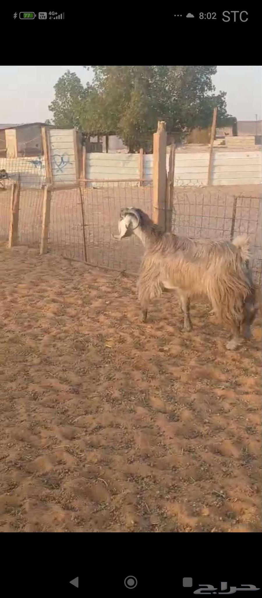 Goat milk condition64477450531201114