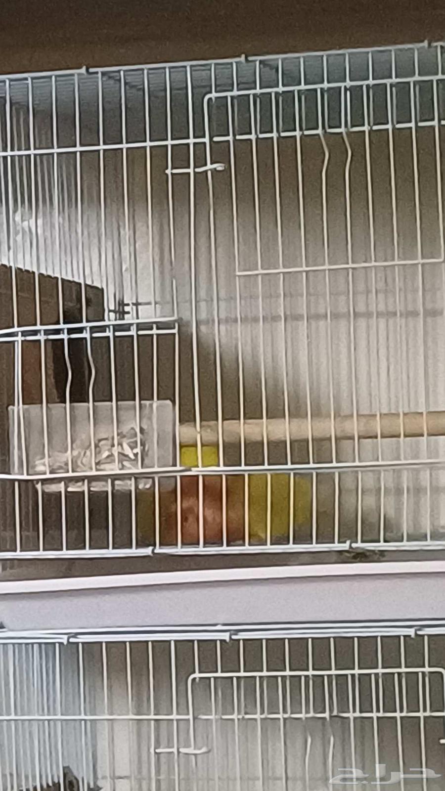 زوج روز لاتينو(تم البيع الله يبارك للمشتري)64472844418690113