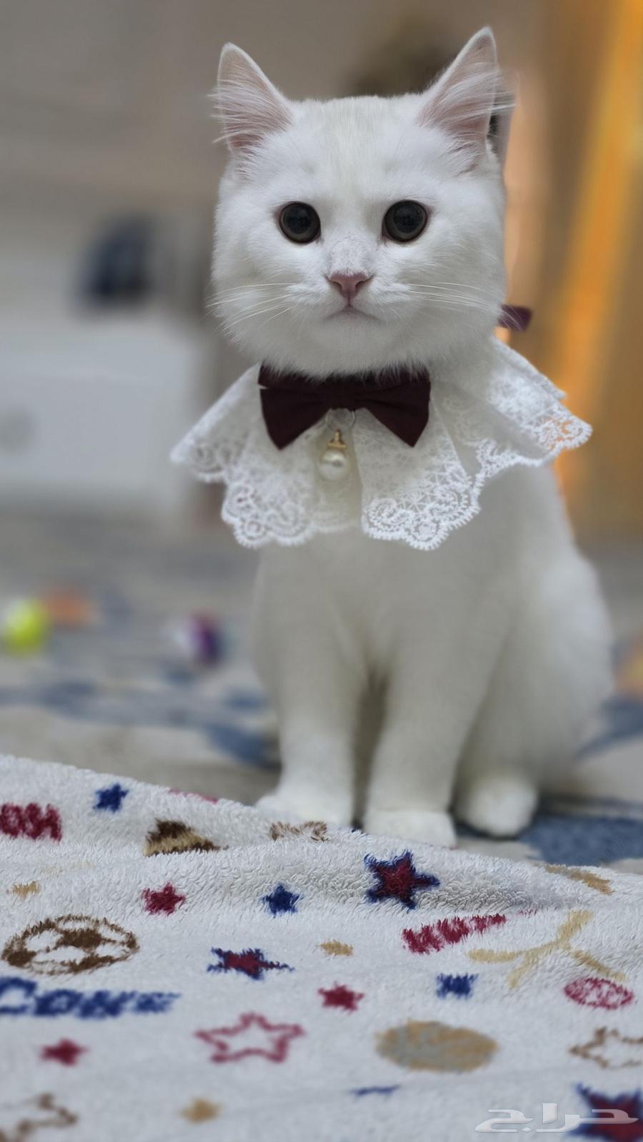 قطه شيرازي عمرها 4 اشهور لتبني واغراضها كامله الأصلي للبيع64474430296451110