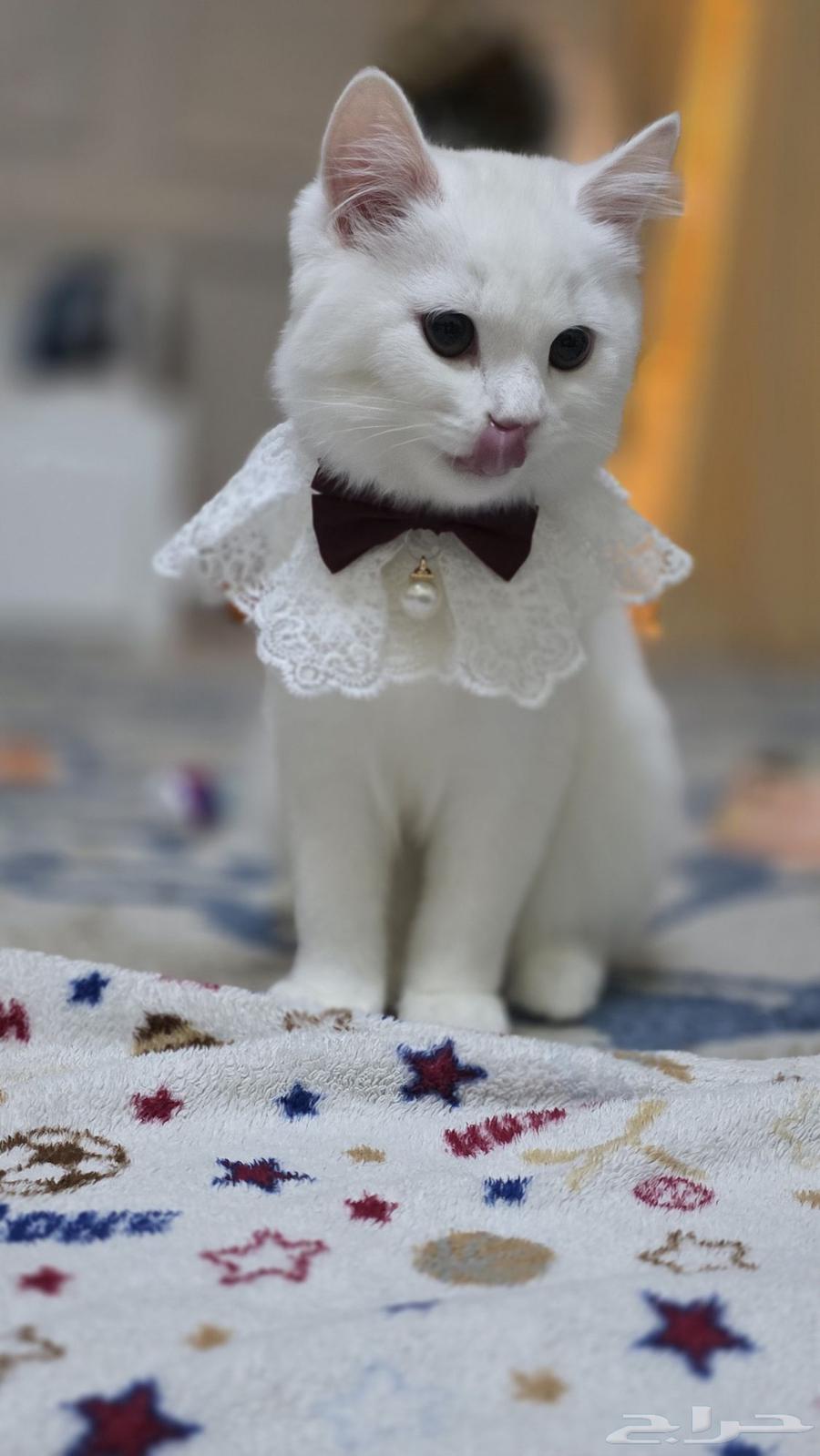قطه شيرازي عمرها 4 اشهور لتبني واغراضها كامله الأصلي للبيع64474430296451111