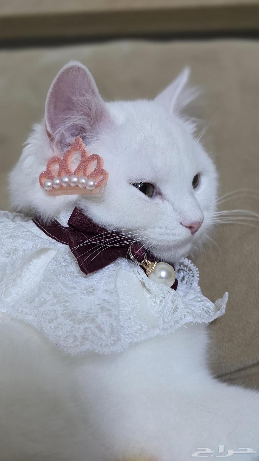 قطه شيرازي عمرها 4 اشهور لتبني واغراضها كامله الأصلي للبيع64474430296451112