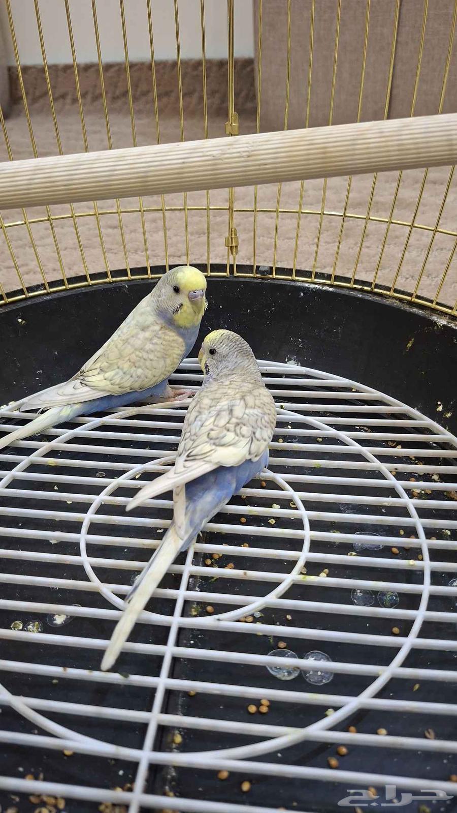 طيور ببغاء بادجي زوج64477019014018110