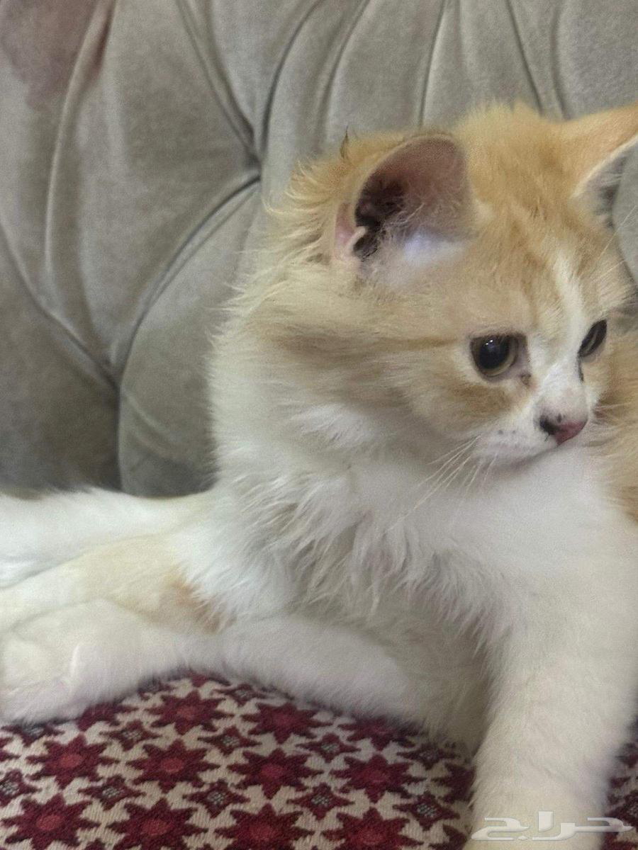 قط للبيع الأحساء الجرن 10064475225915779111
