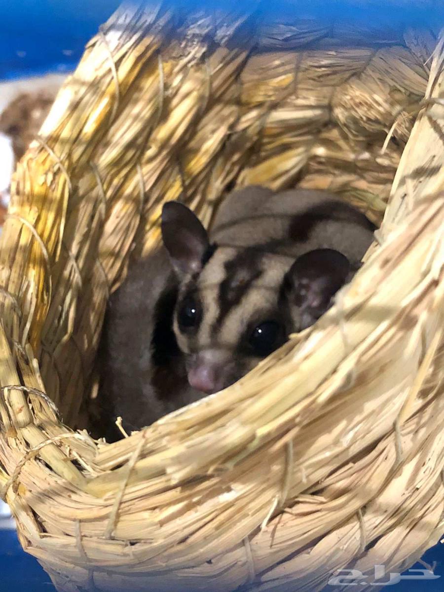 Flying Squirrel64477548486914112