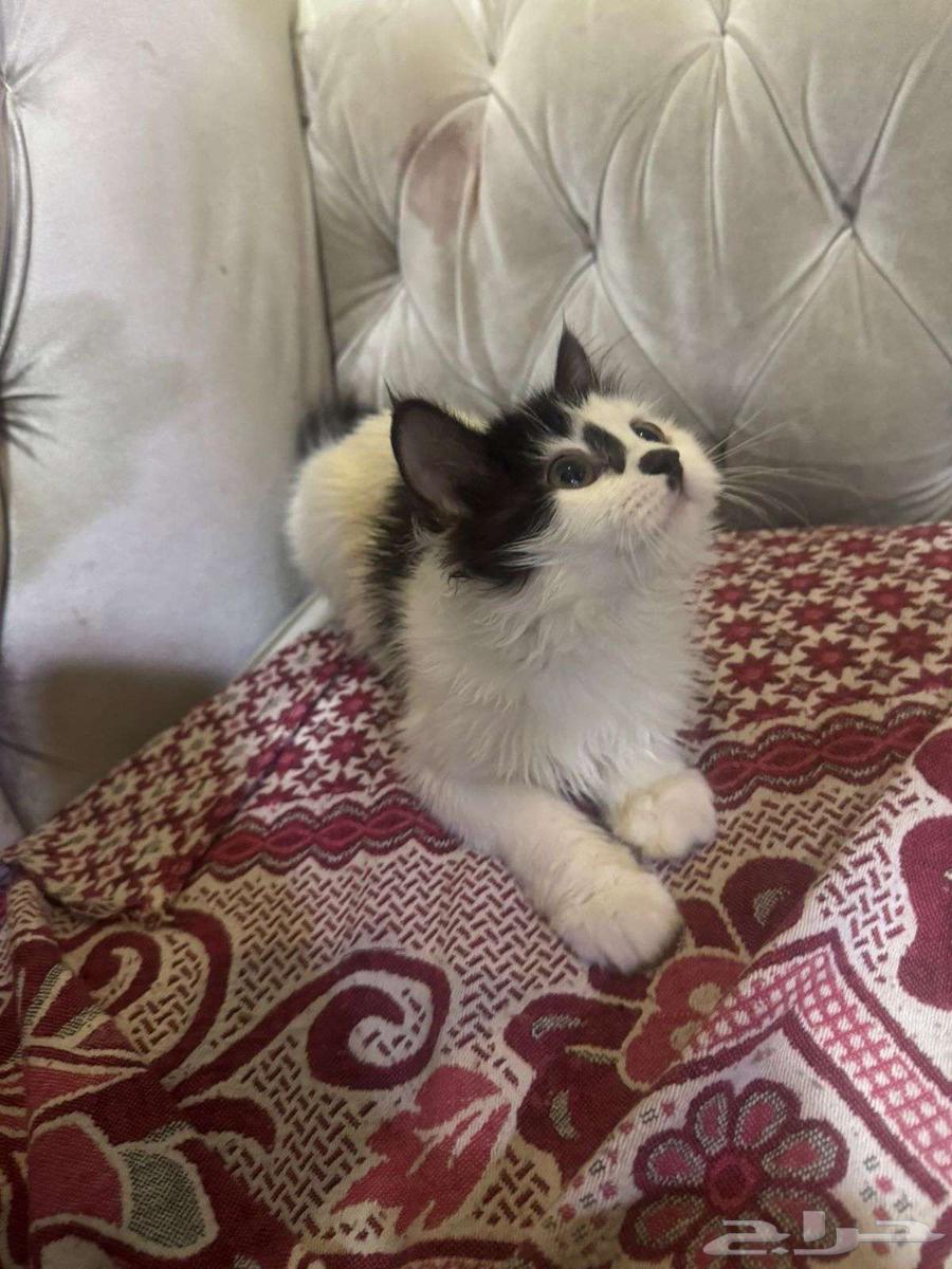 قط للبيع الأحساء الجرن 10064475225915779110