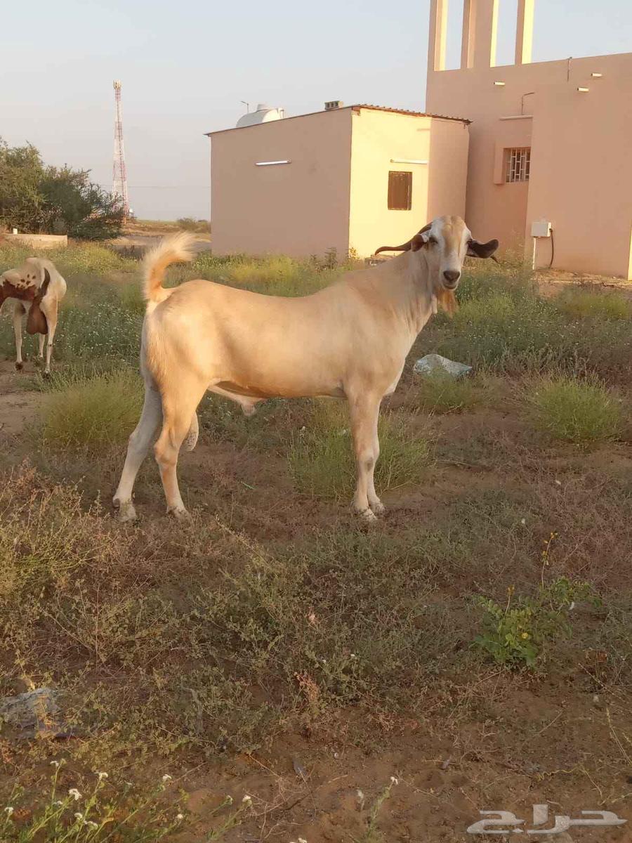 جفره وتيس بيشيه64473982739585110