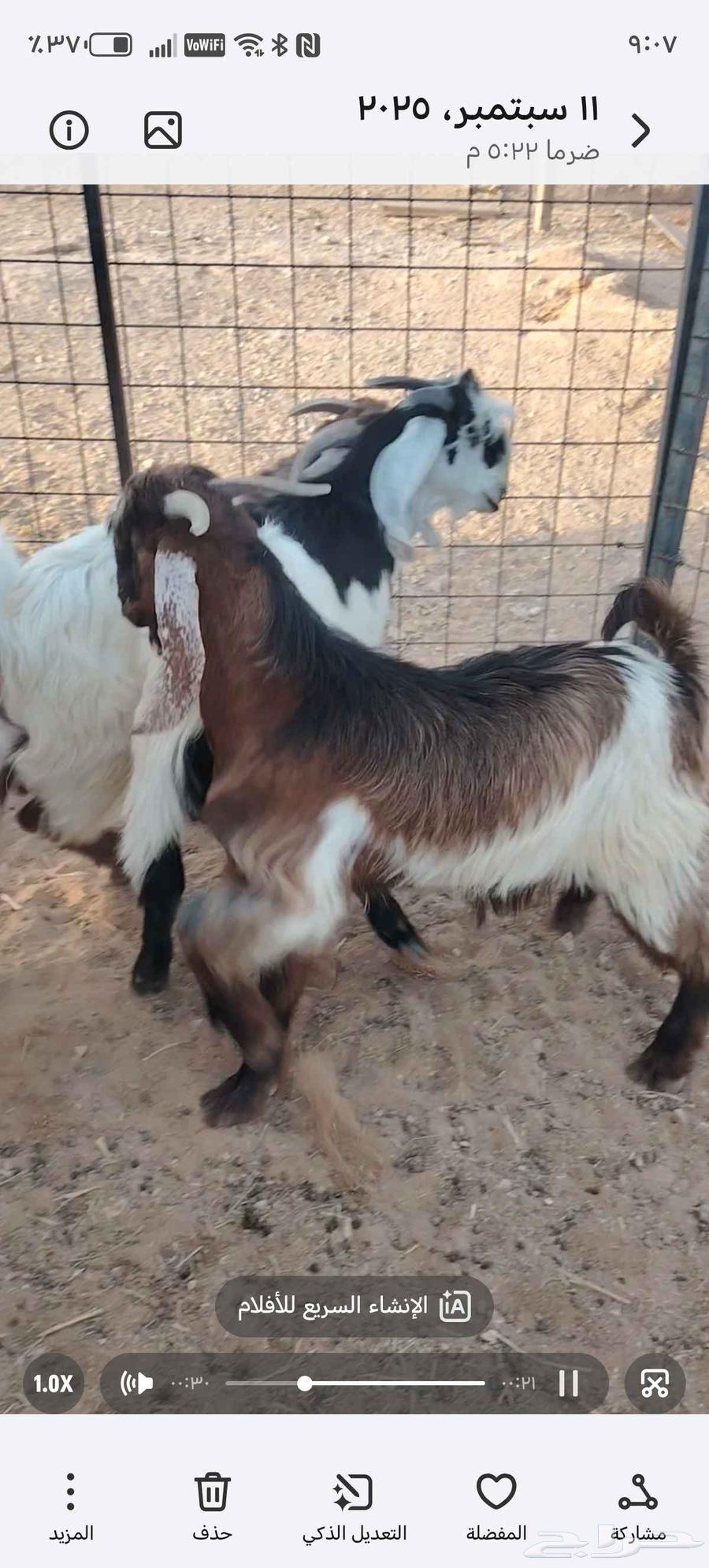 تيوس فل الفل64477921868035110