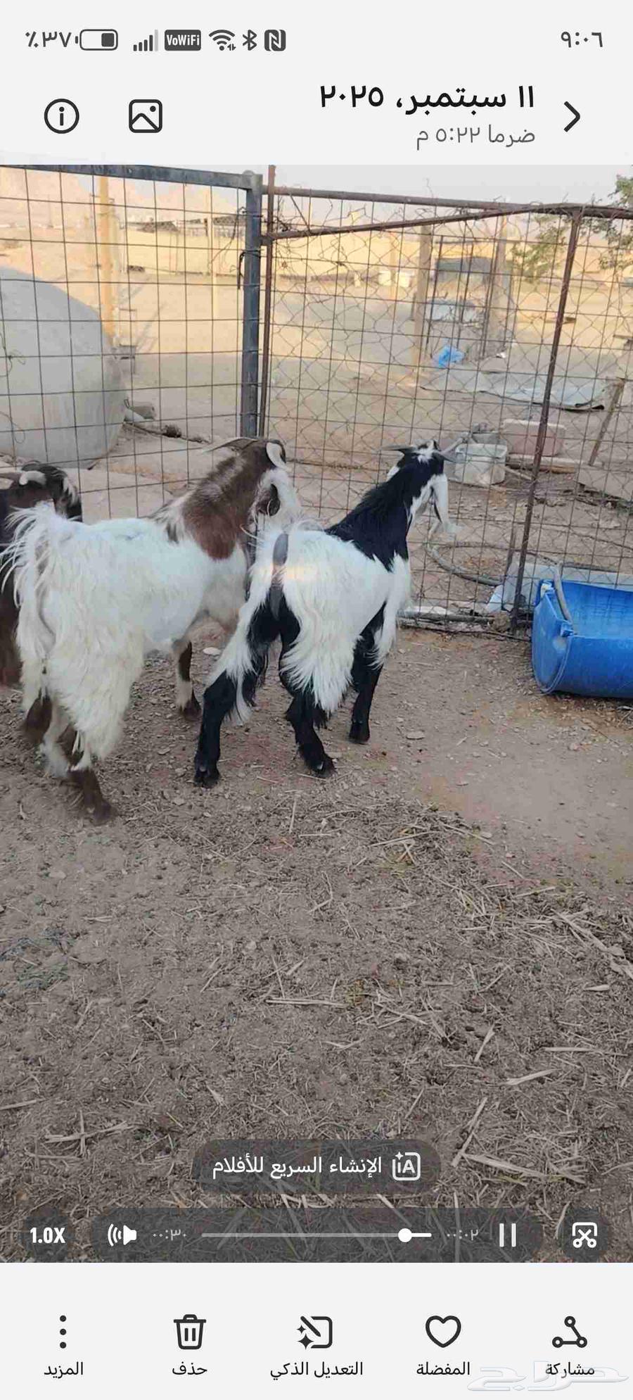 تيوس فل الفل64477921868035114