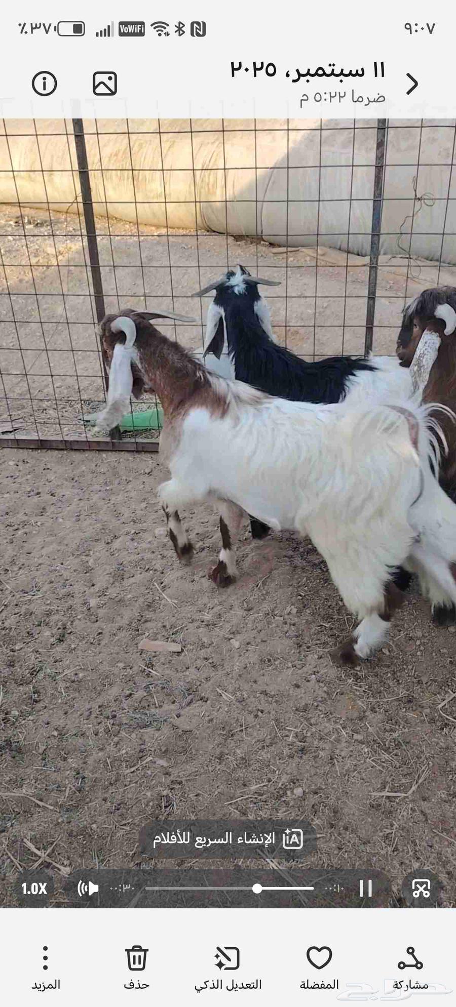 تيوس فل الفل64477921868035113